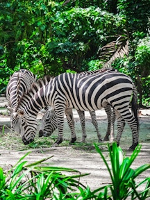 Mandai Wildlife Reserve